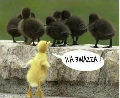 lolllllllllll